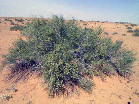 Fire bush
